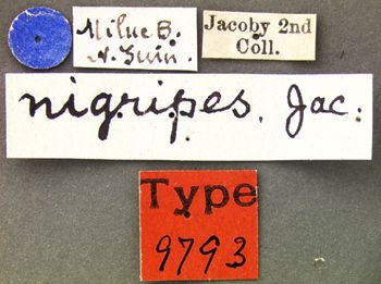 Media type: image; Entomology 9793   Aspect: labels